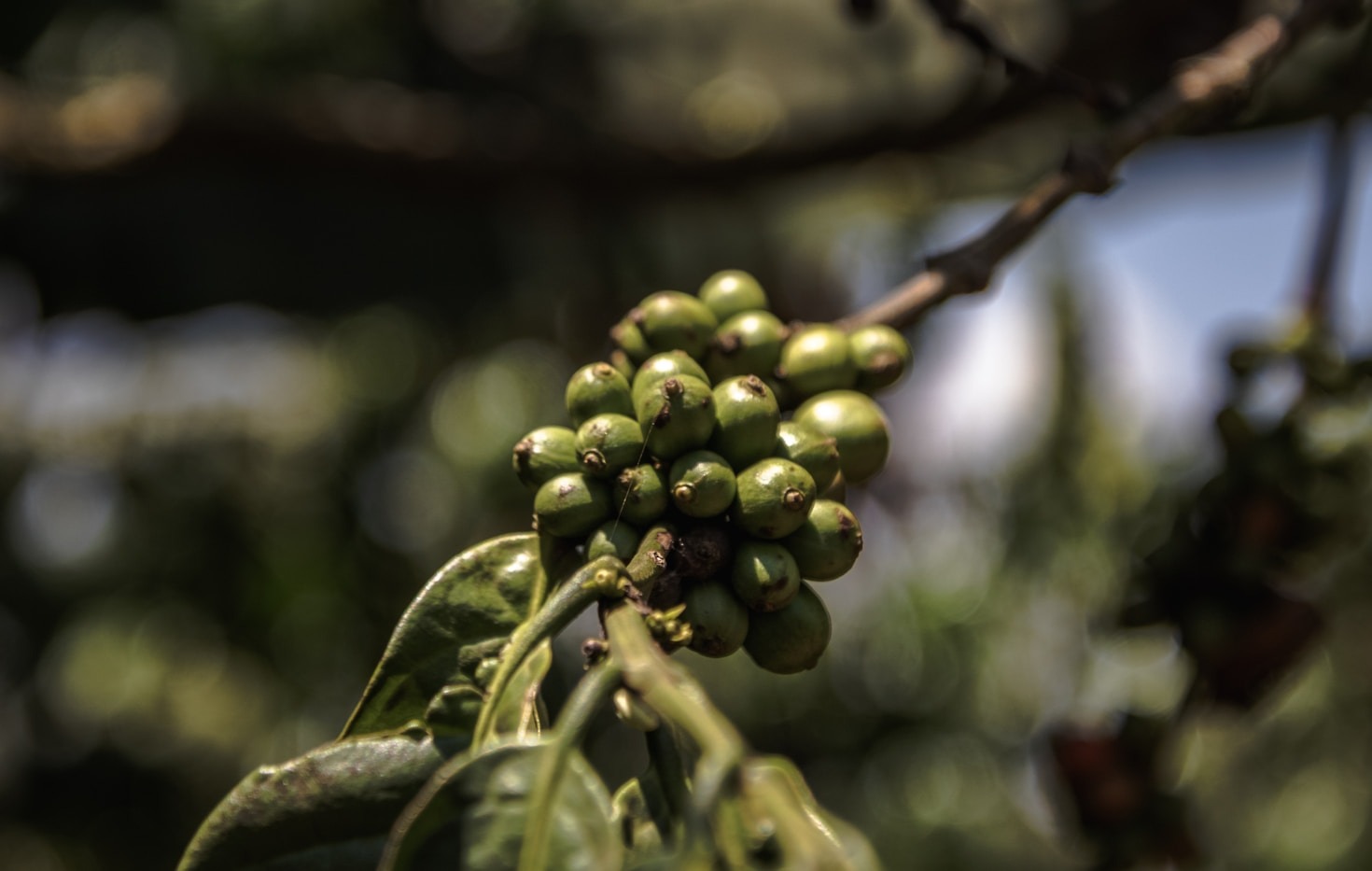 Why Venezuelan Coffee Deserves Global Recognition